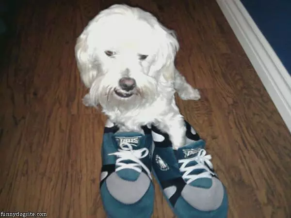 Nice Shoes