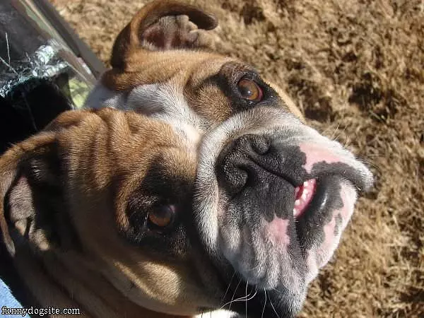 Mack The Bulldog