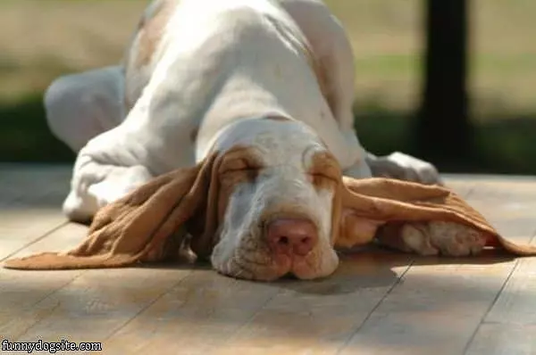 My Big Lazy Ears