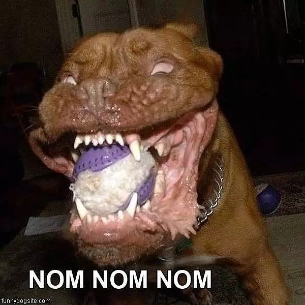 Nom Nom Nom
