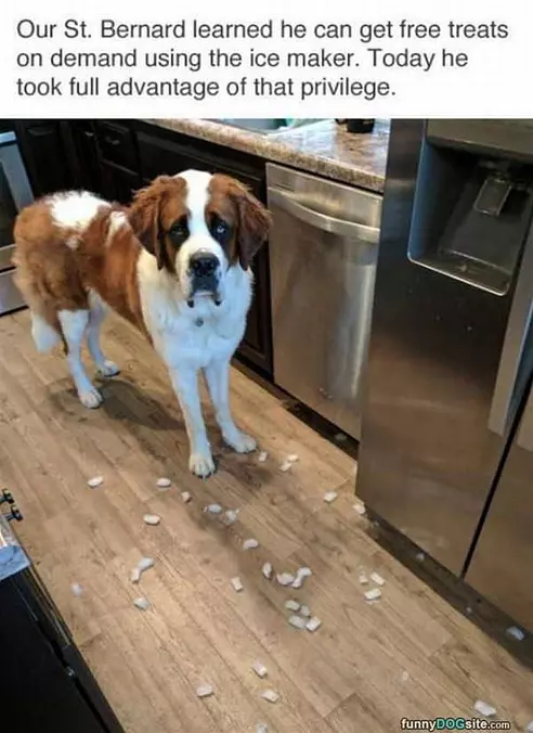 Free Treats At The Fridge