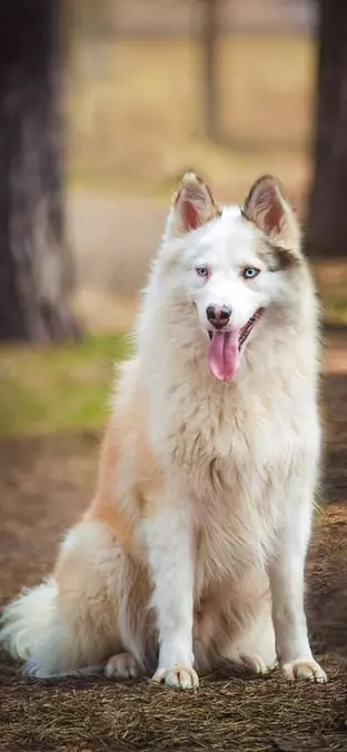 Yakutian Laika in the Forest