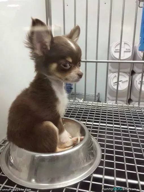 Sitting In The Bowl
