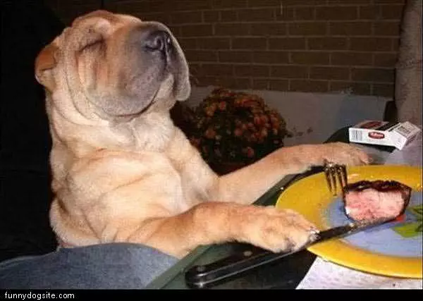 Steak Dog