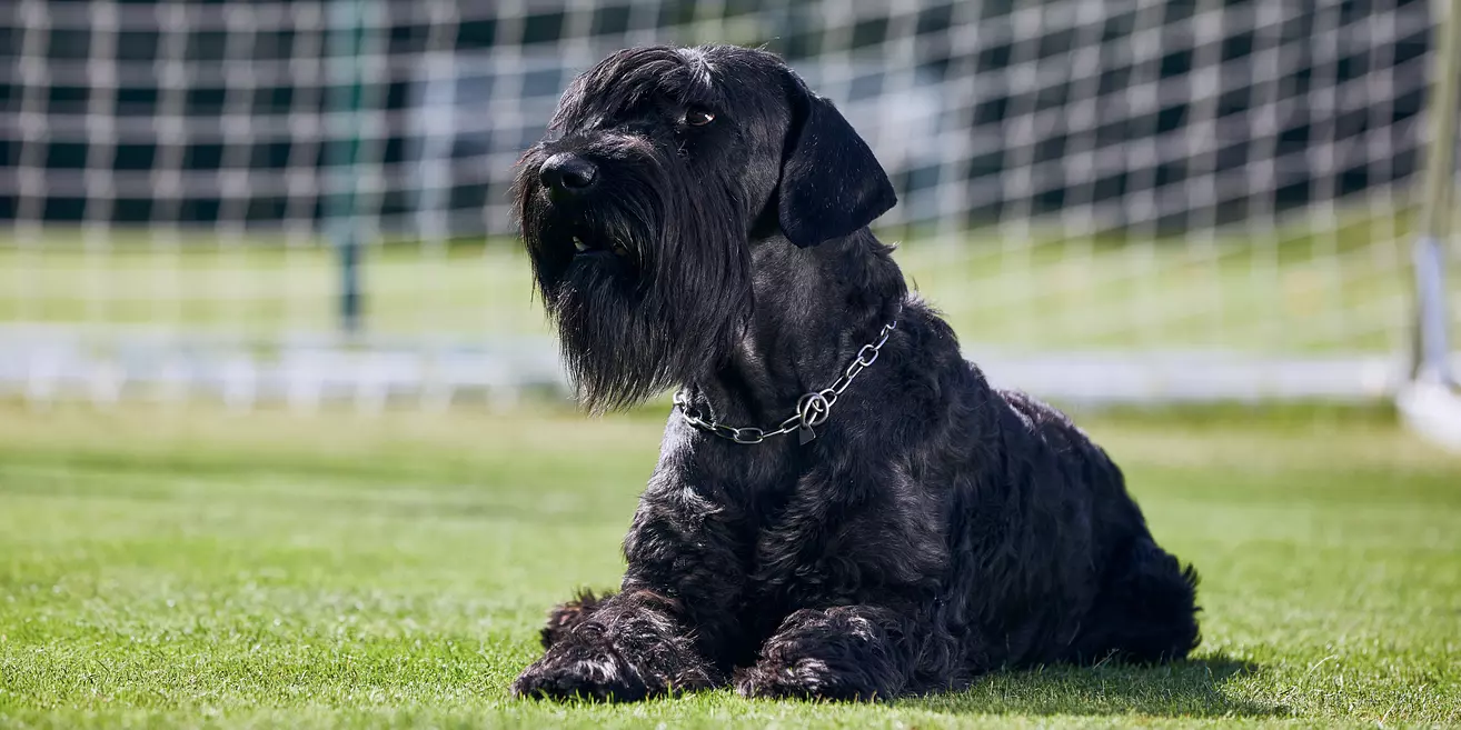 Standard Schnauzer dog