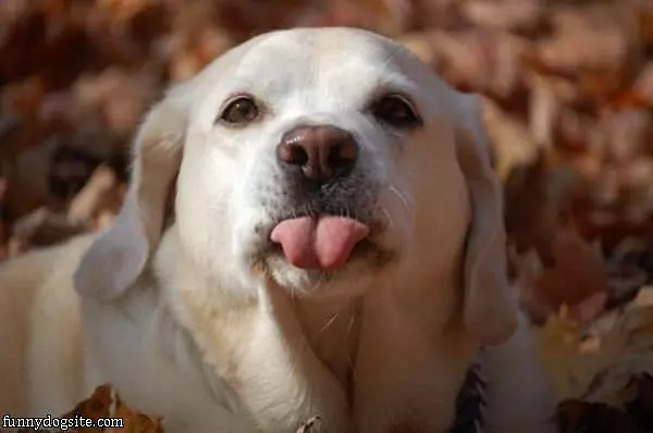Nana Tongue Out Dog