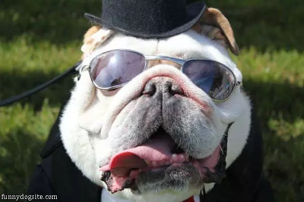 Chill Dog