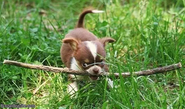 Little Fetch