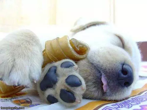 Having Nice Dreams
