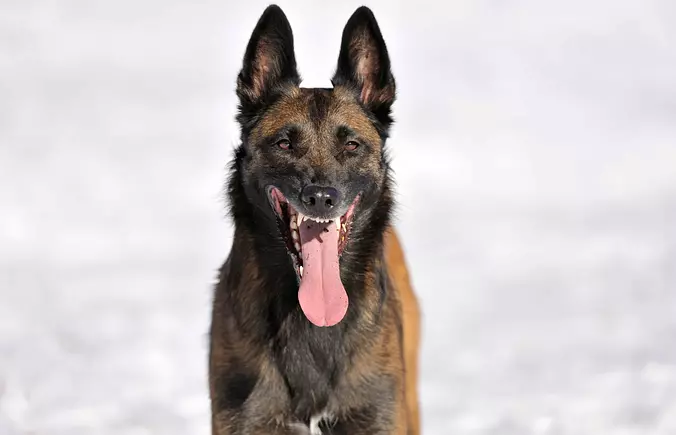 Belgian Sheepdog smiling