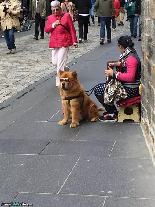 That Is A Cool Dog