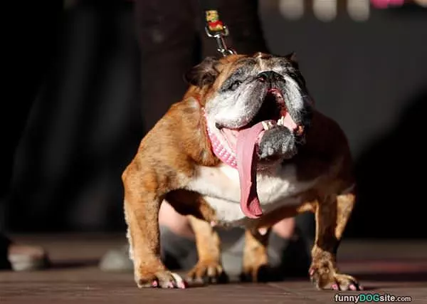 Long Tongue