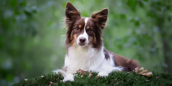 Miniature American Shepherd...