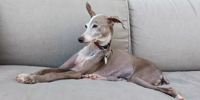 Gray Italian Greyhound