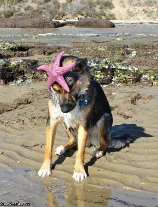 Star Fish Head
