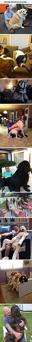 Giant Lap Dogs