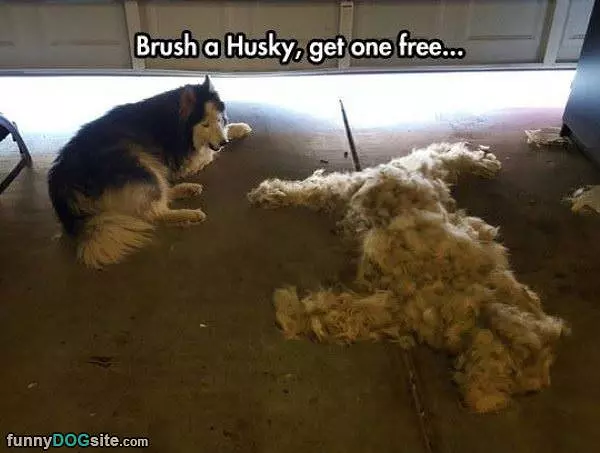 Brush One Get One Free