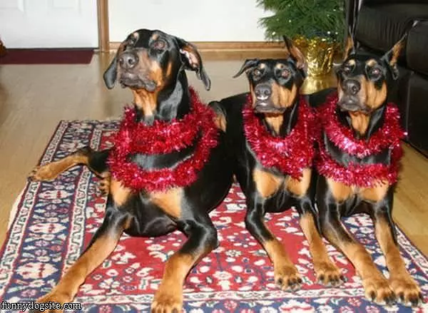 Santas Dogs