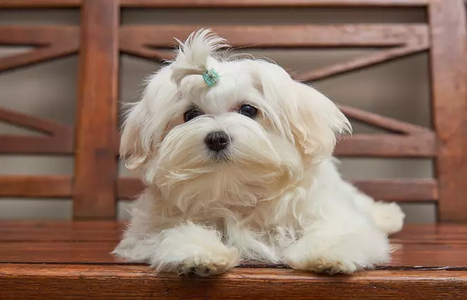 Maltese puppy