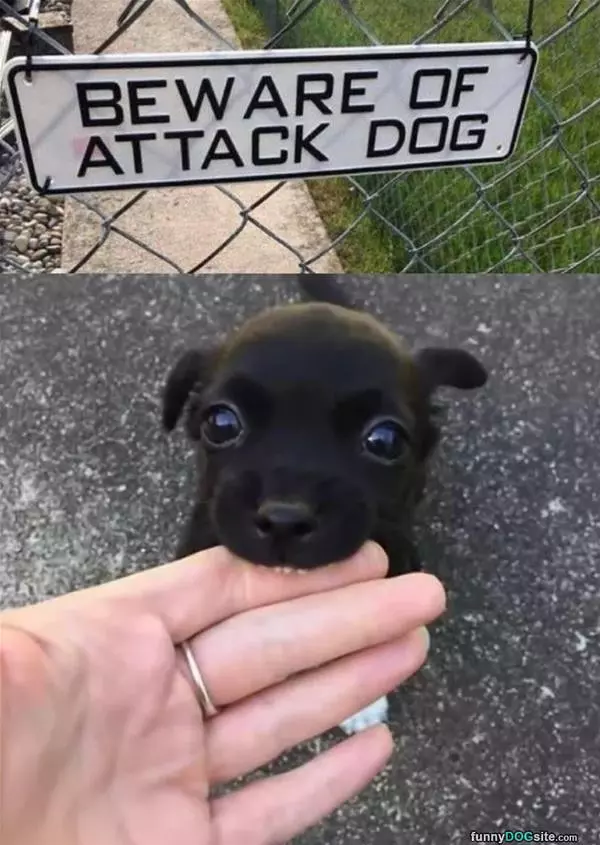 Beware Of The Attack Dog