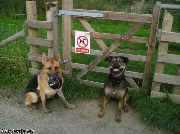 No Dogs Haha