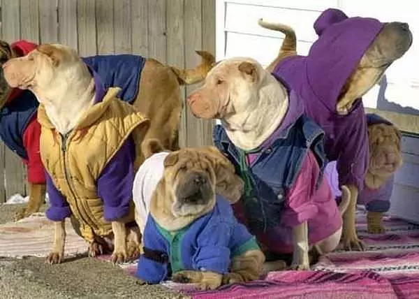 All Dressed Up