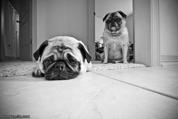 Pug And Sad Pug