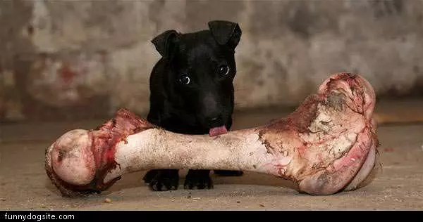Has A Bone