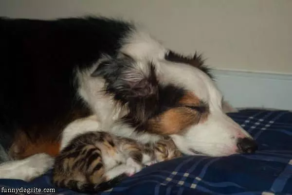 Keeping The Kittys Warm
