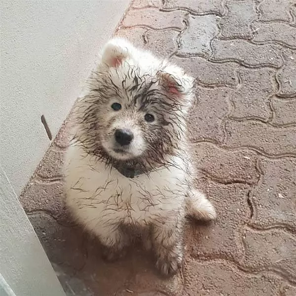 A Dirty Face
