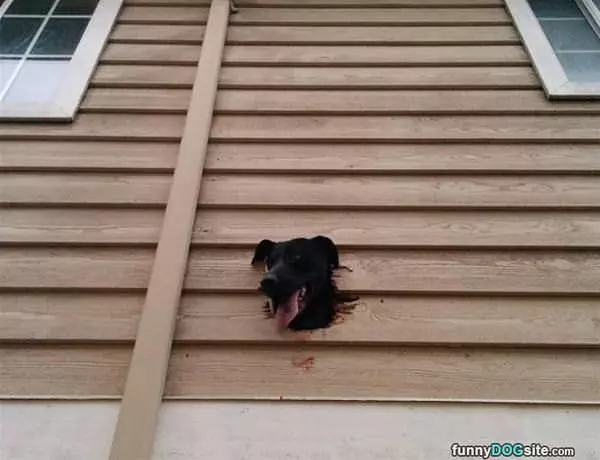 I Can See Everything From Here