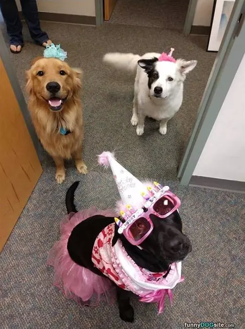 A Dog Party