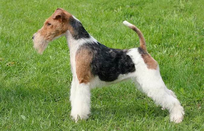 Wire Fox Terrier puppy