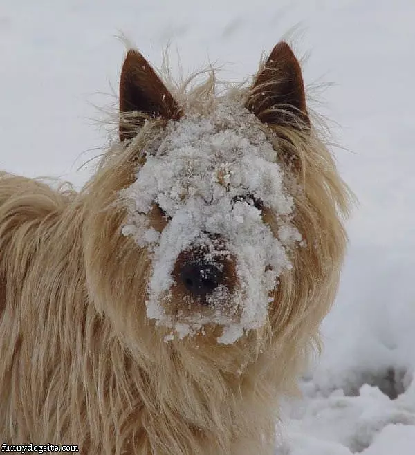Snow Dog