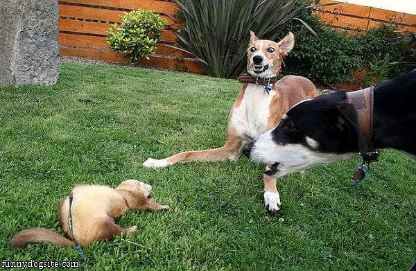 Zomg Its Play Time