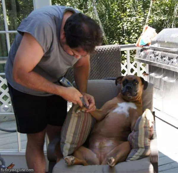 Pampered Dog
