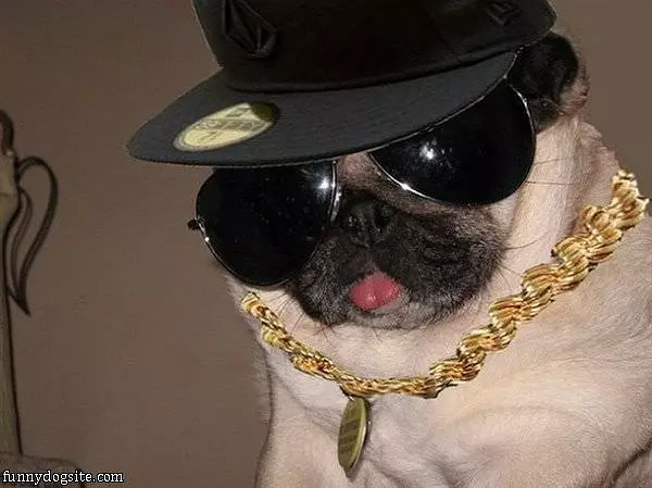 Pug Life