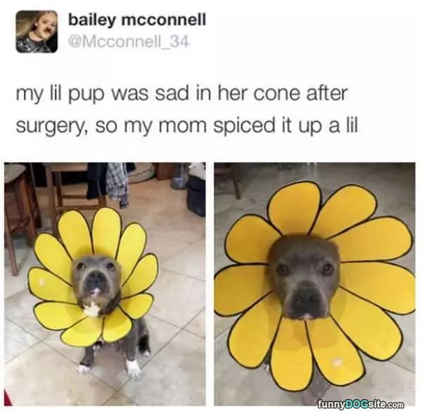 I Hate My Cone Of Shame