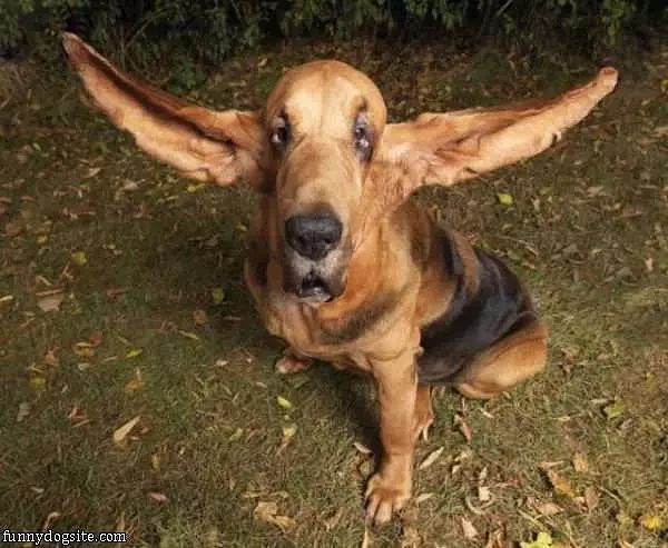 Ears Out