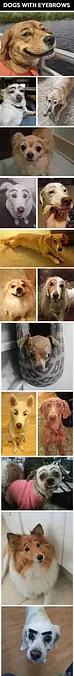 Dogs With Eyebrows