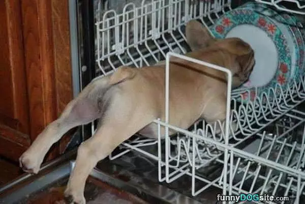 In The Dishwasher