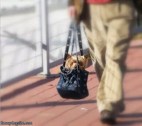 Purse Dog