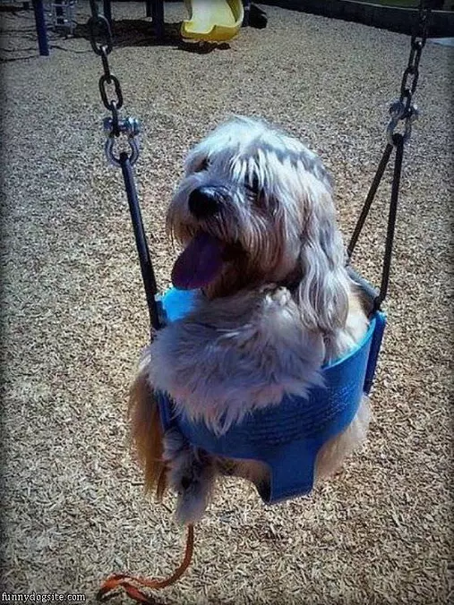 I Love Swinging