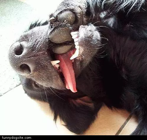 Paws Taste Good