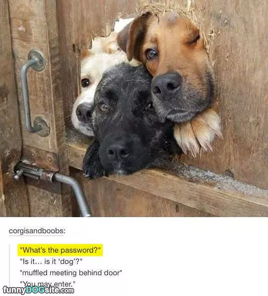 Whats The Password