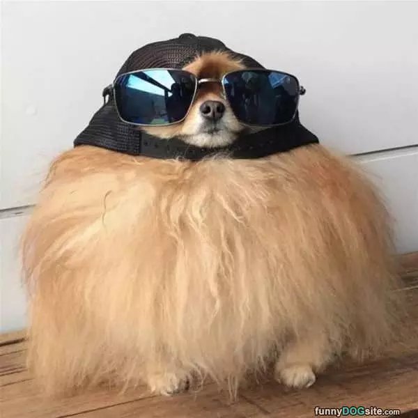This Is My Hat
