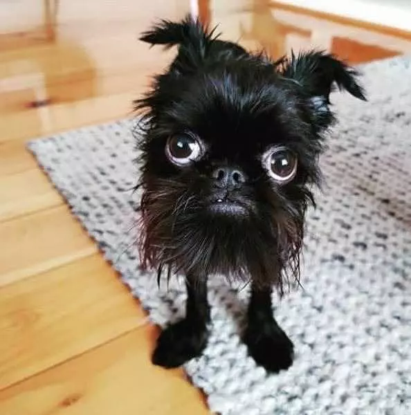 Woof