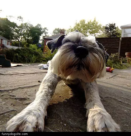 Dog Stretch