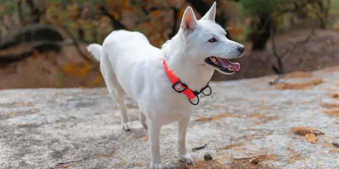 White Jindo