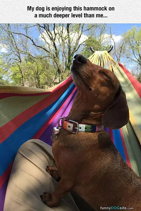Enjoying The Hammock